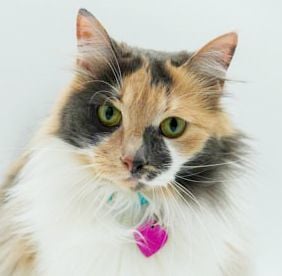 Mochi and Patricia - BONDED BEAUTIES!   Cannot separate - THERAPY SWEET LAP LOVERS!