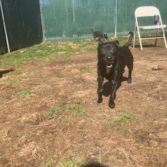 Juicebox (Bonded Pair)