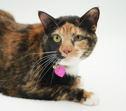 Patricia and Mochi - BONDED for DOUBLE THE LOVE and SNUGGLES!  THERAPY SWEET