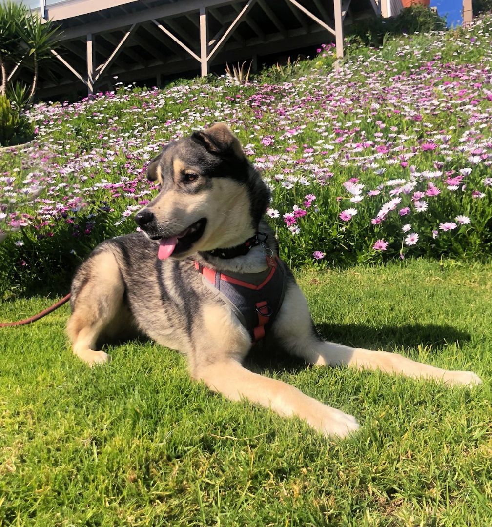 Django loves to play!