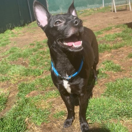 Pound Cake (Bonded Pair) 