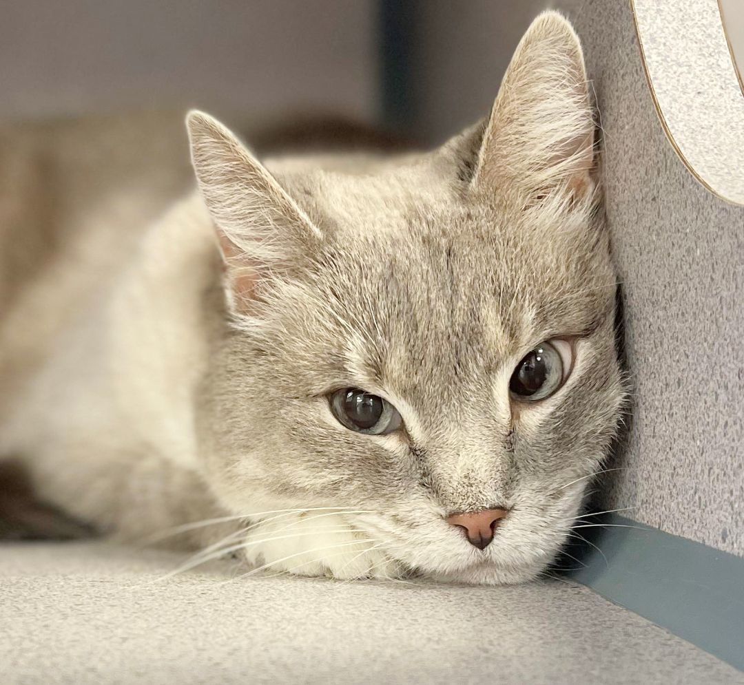 Athena and Helena - LAP LOVING THERAPY SWEET - BONDED BFFS - amazing!