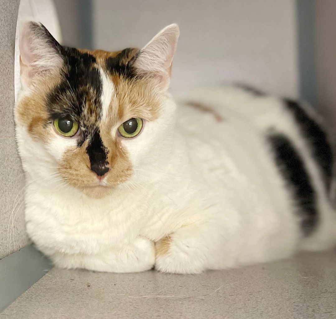 Helena and Athena - BONDED THERAPY SWEET LAP CATS - WOWOWOW!