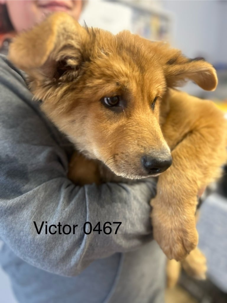 Victor