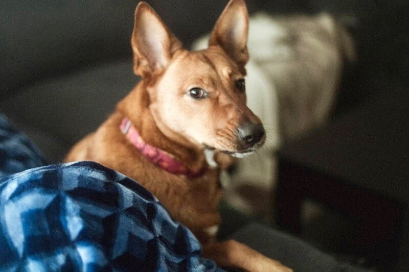 Queen Cyrene Knows Commands