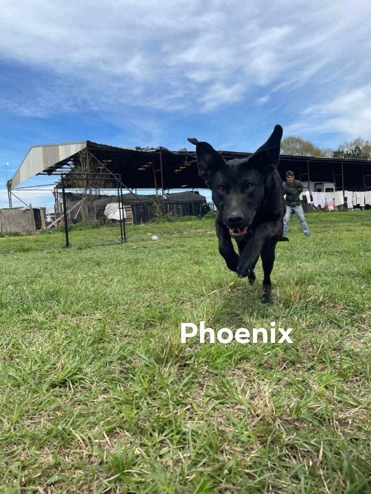 Phoenix (Fire Tower Litter)