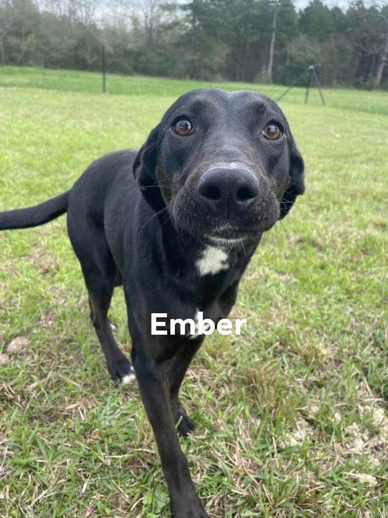 Ember (fire Tower Litter)