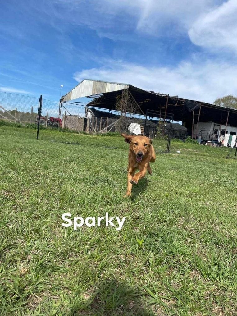 Sparky (Fire tower Litter)