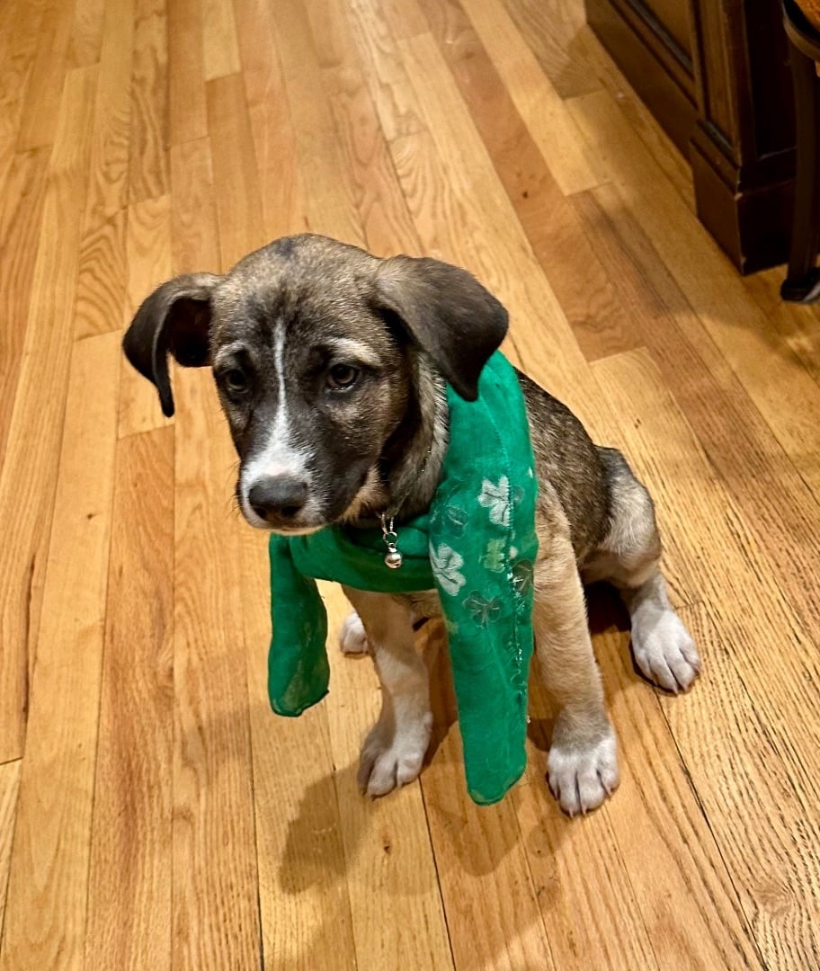 COQUITO  “CUKI BEAR”