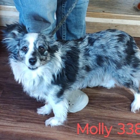 Molly