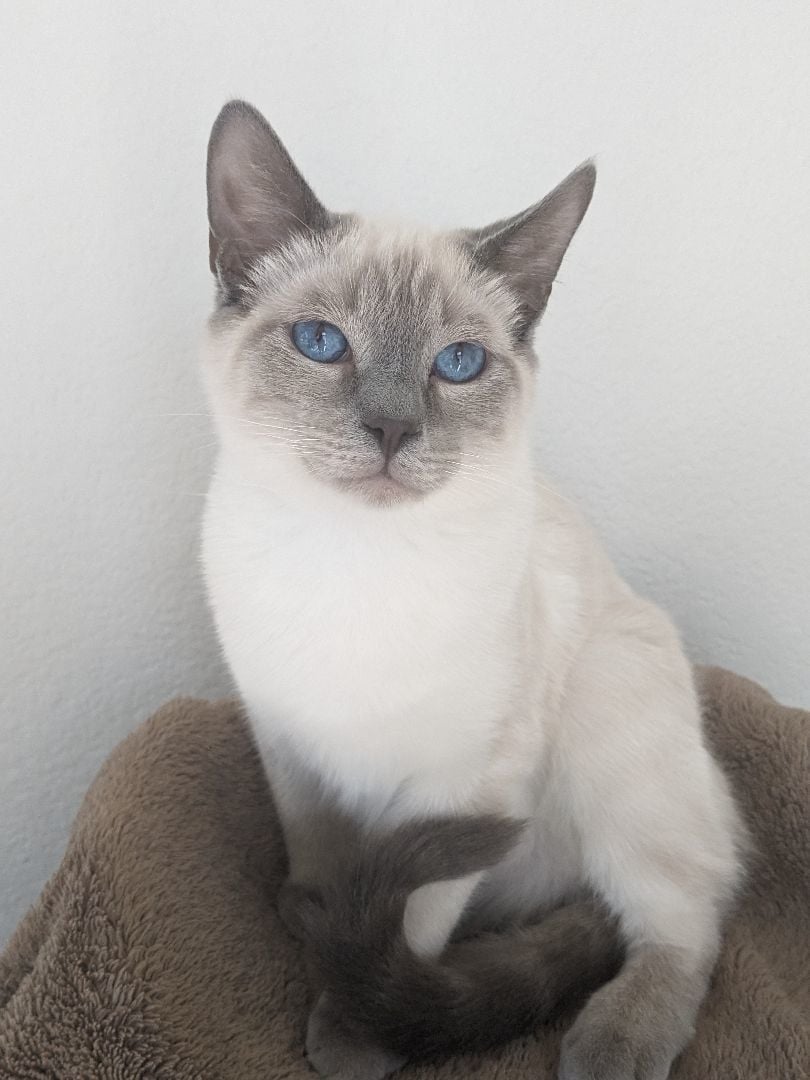 Freddy-Shy Boy looking for Patience and Love