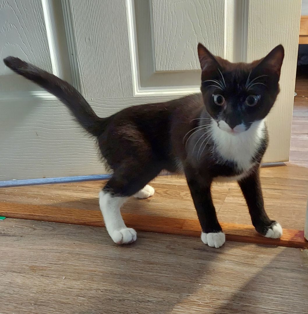 Charlie Monumental (50% off adoption fee)