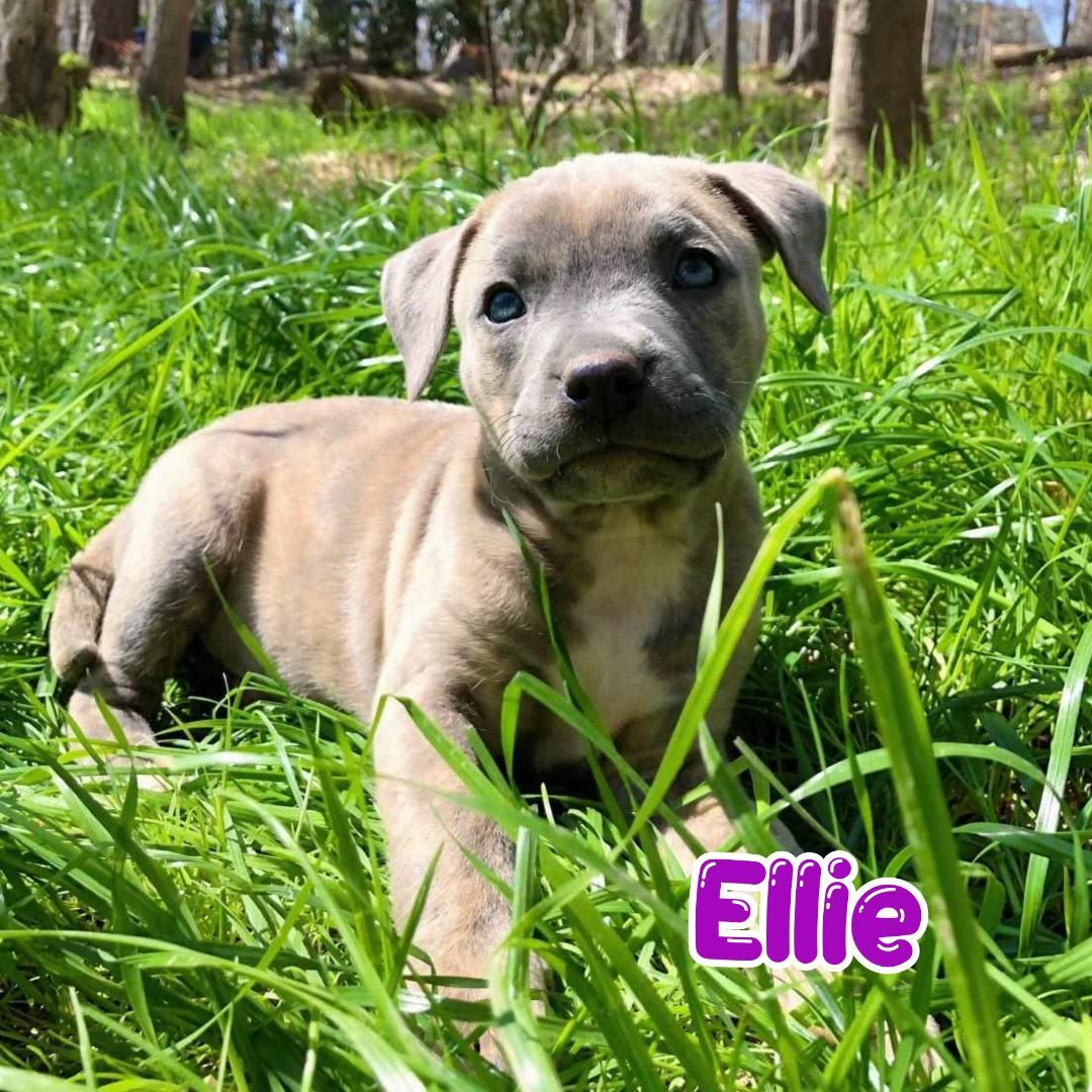 Ellie