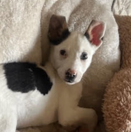 Fern Web - local gal