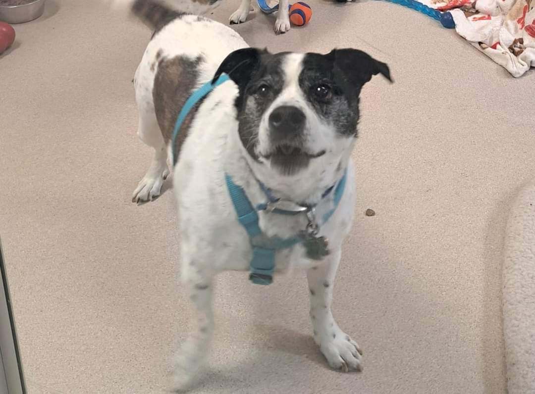 Ruger - Couch Potato 