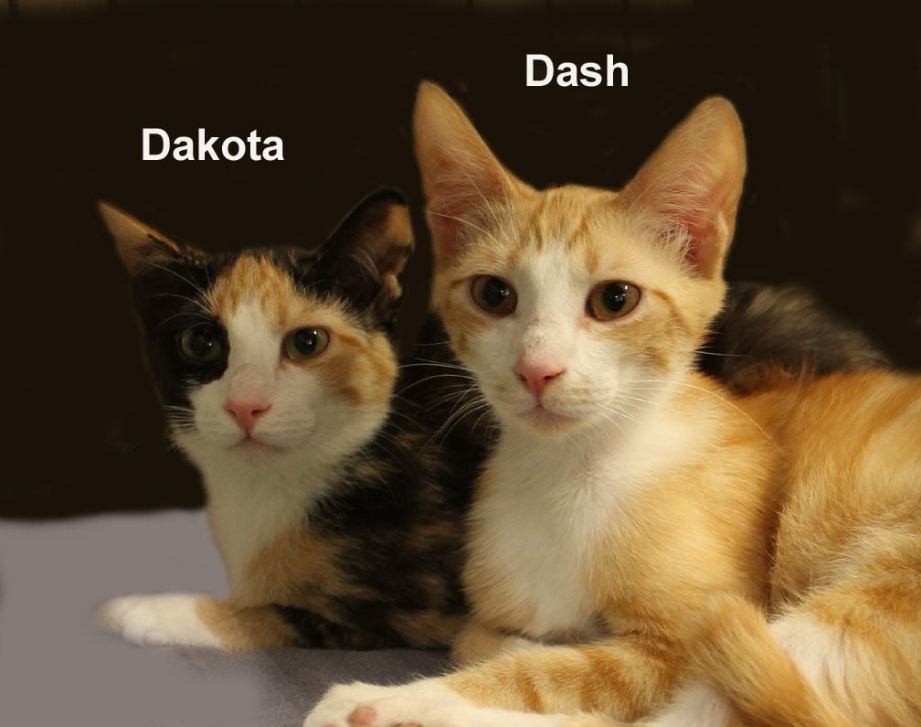 Dash & Dakota Dri. (sweet brother & sister kittens)