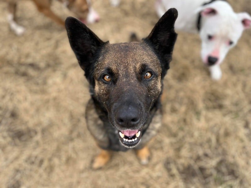 Bruce Ark Cat Friendly