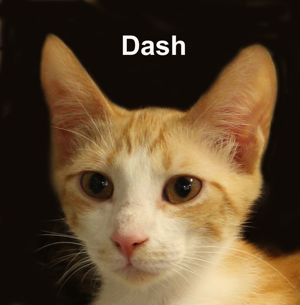 Dash Dri. (brother of Dakota)