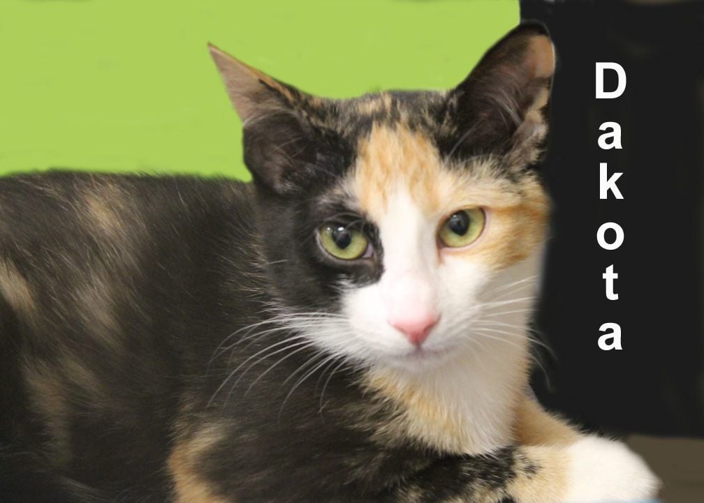 Dakota Dri. (sister of Dash)