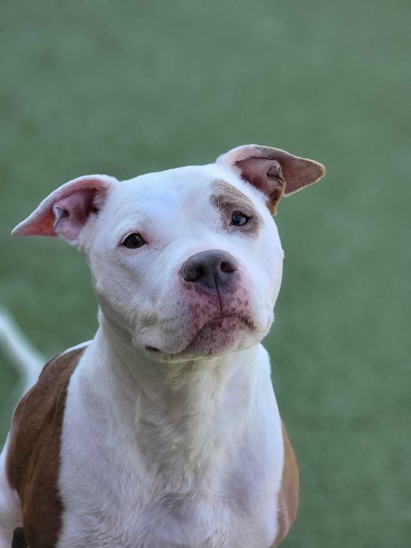 Natasha - Courtesy Post