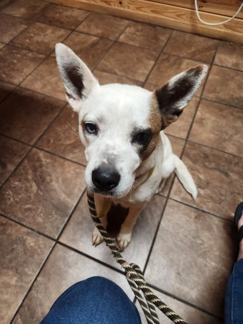 Annie (Kid, Cat, and Dog Friendly!)