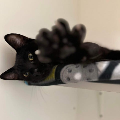 Georgie(C000-678) - Claremont Location