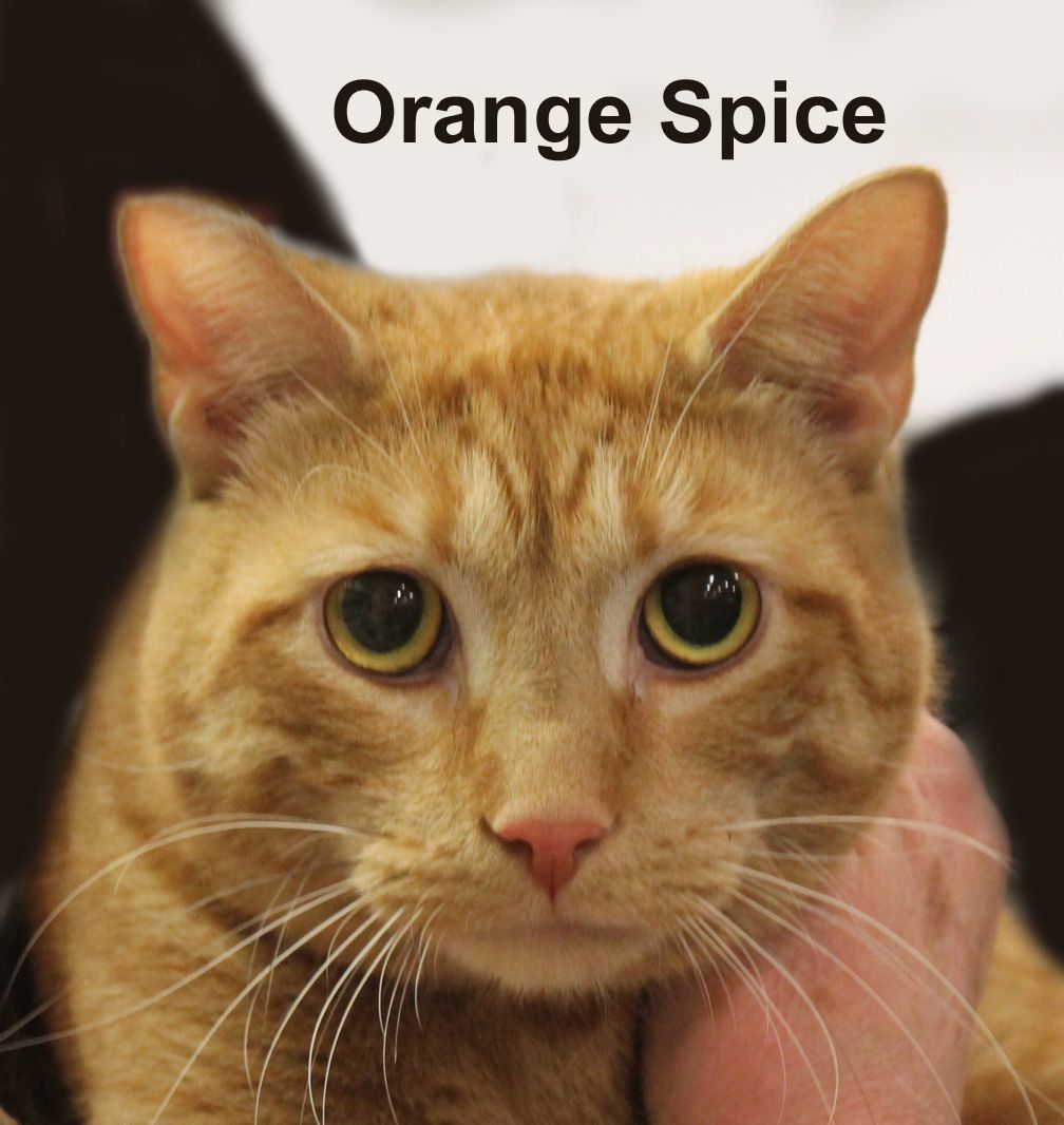 Orange Spice Joh. (friendly kitty needing a quiet home)