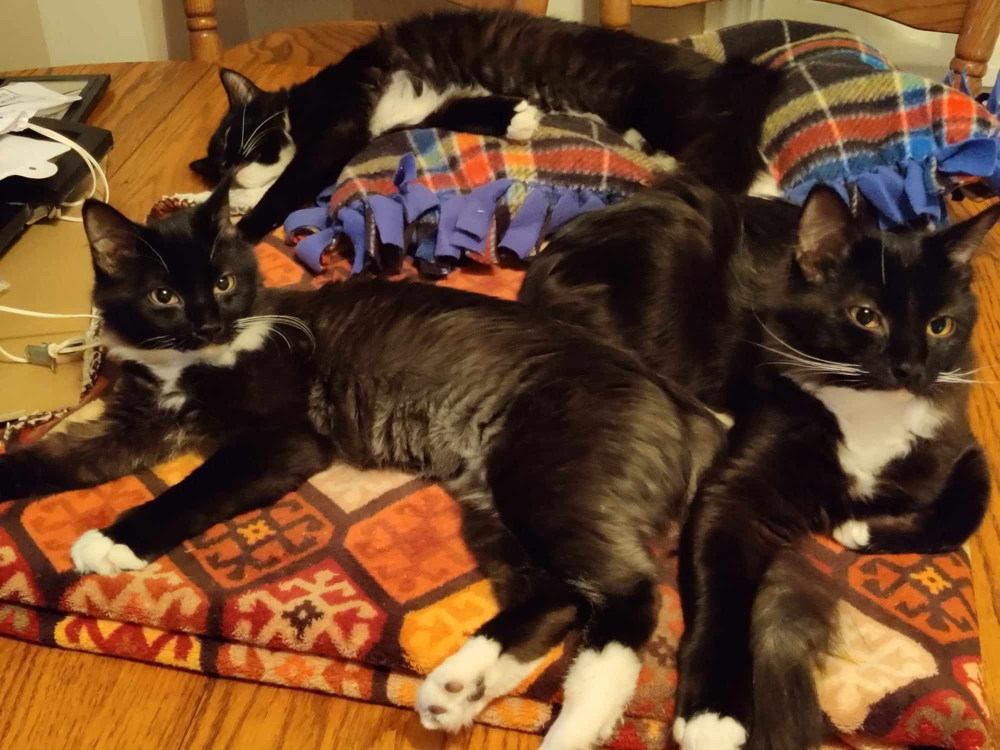 Edward, Bella and Jacob