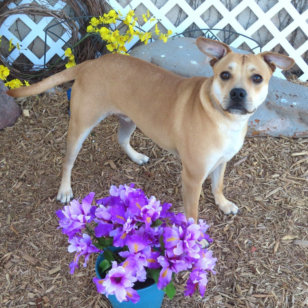 BIG MAC 427525 HousebrokenCrateTrainedLikesCatsDogsKids!