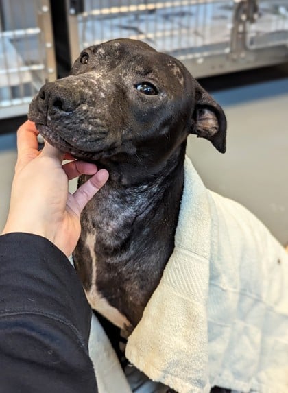 Polly Pocket (in Foster)