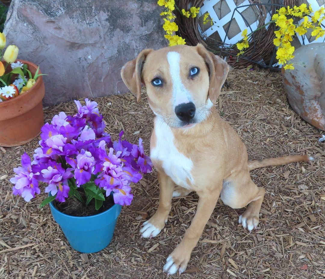 DIXIE 426978 BlueEyedPUP!