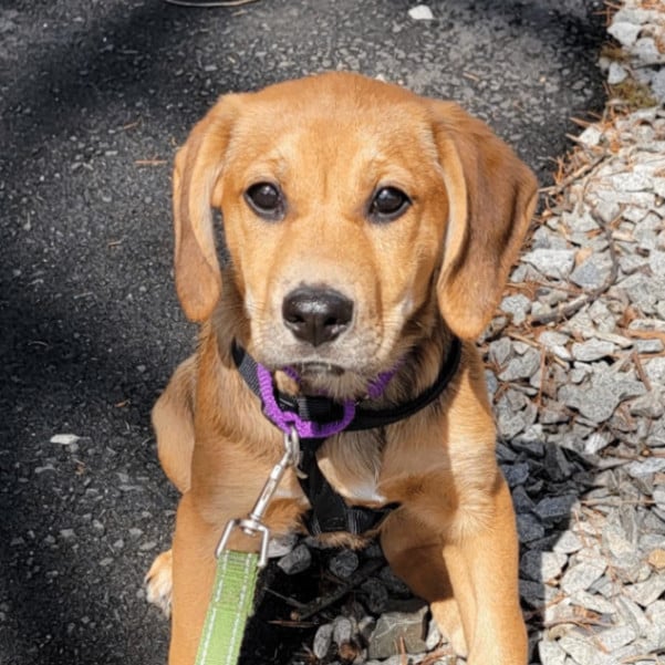 Cocoa Fun Bunch - local gal