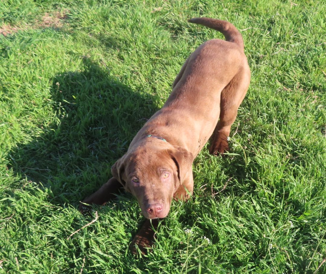 CAPTAIN 426685 Cocoa'sPup#1