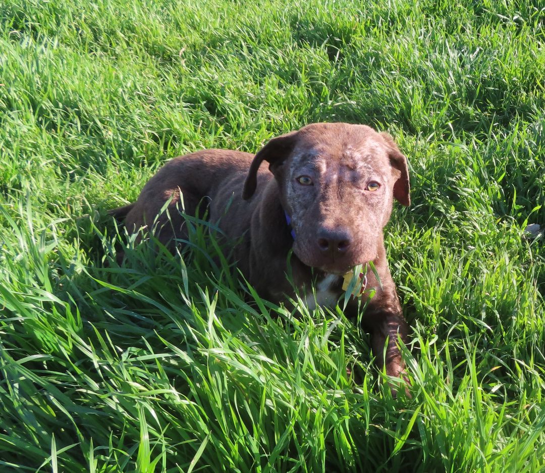 CHRIS 426686 Cocoa'sPup#2