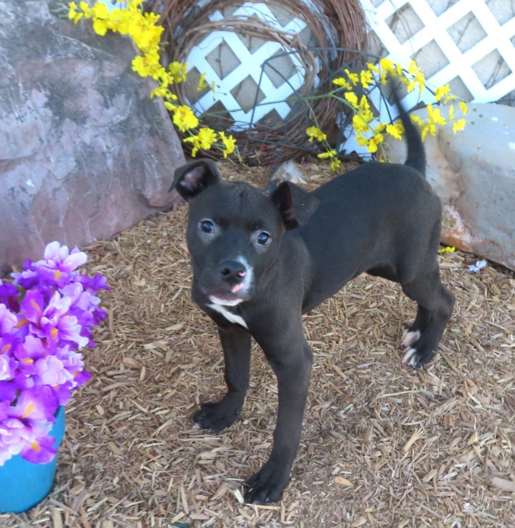 BRUTUS 425971 AdorablePUP!20Pounds!