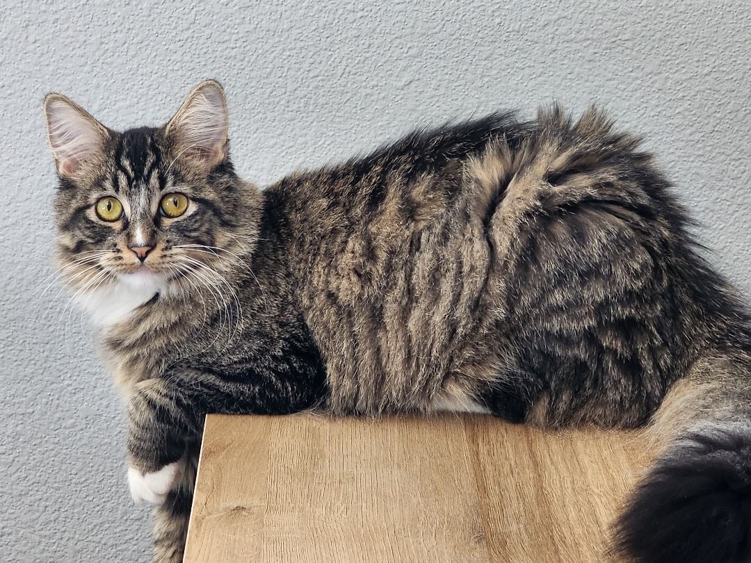 Ying and Yang (Bonded Pair)