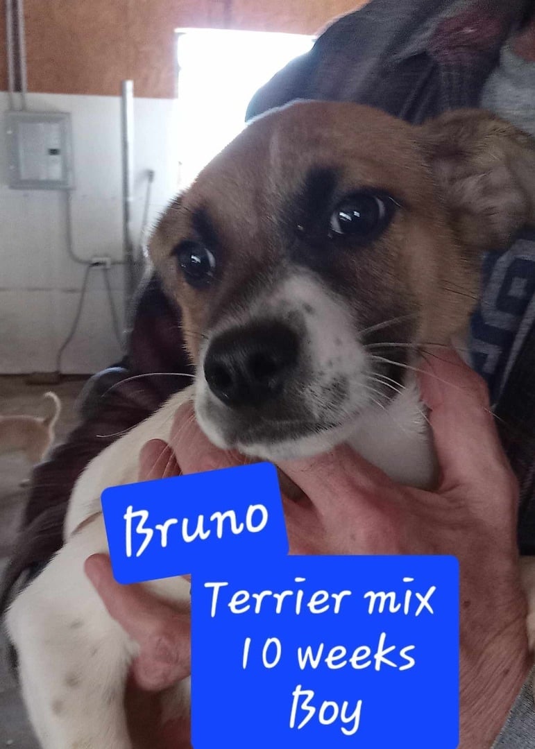 PUPPIES- Pluto and Bruno