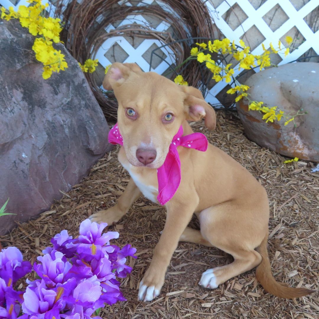 BOOP 426455 SweeeetPUP!