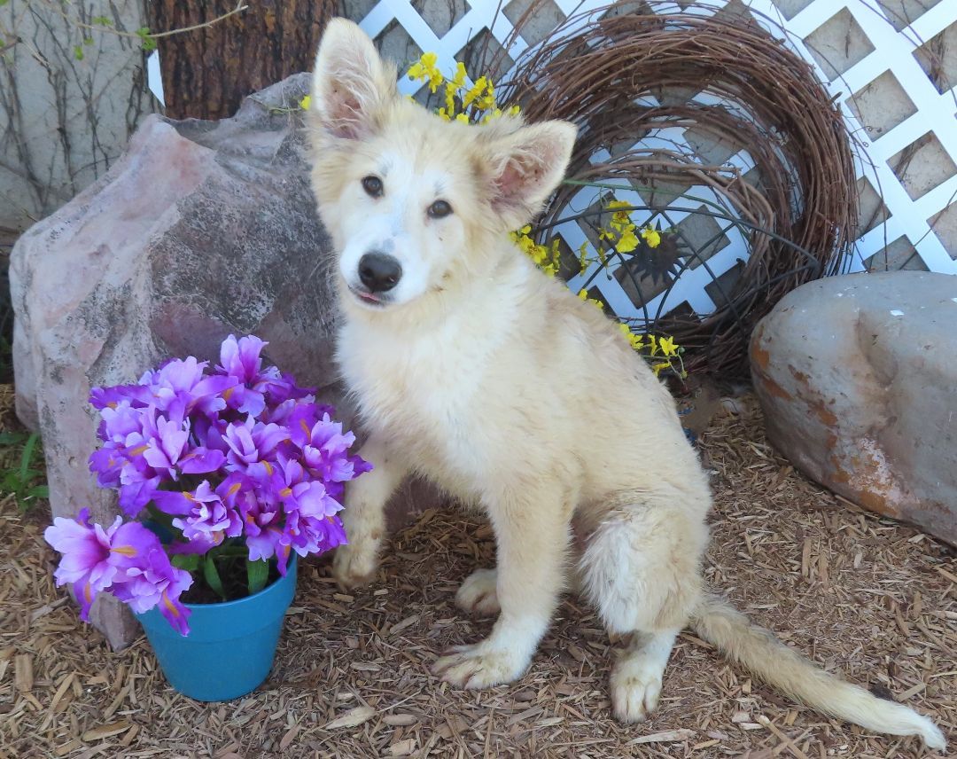 FUZZ 425837 FluffyPUP!23Pounds!