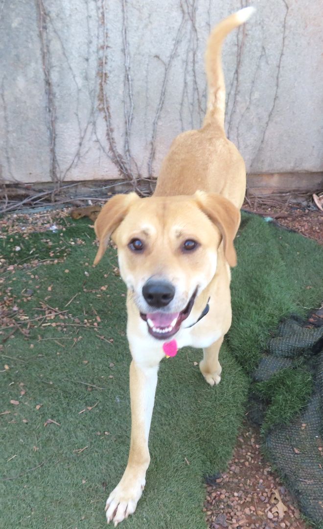 KERNAL 425837 Mr.Wags!