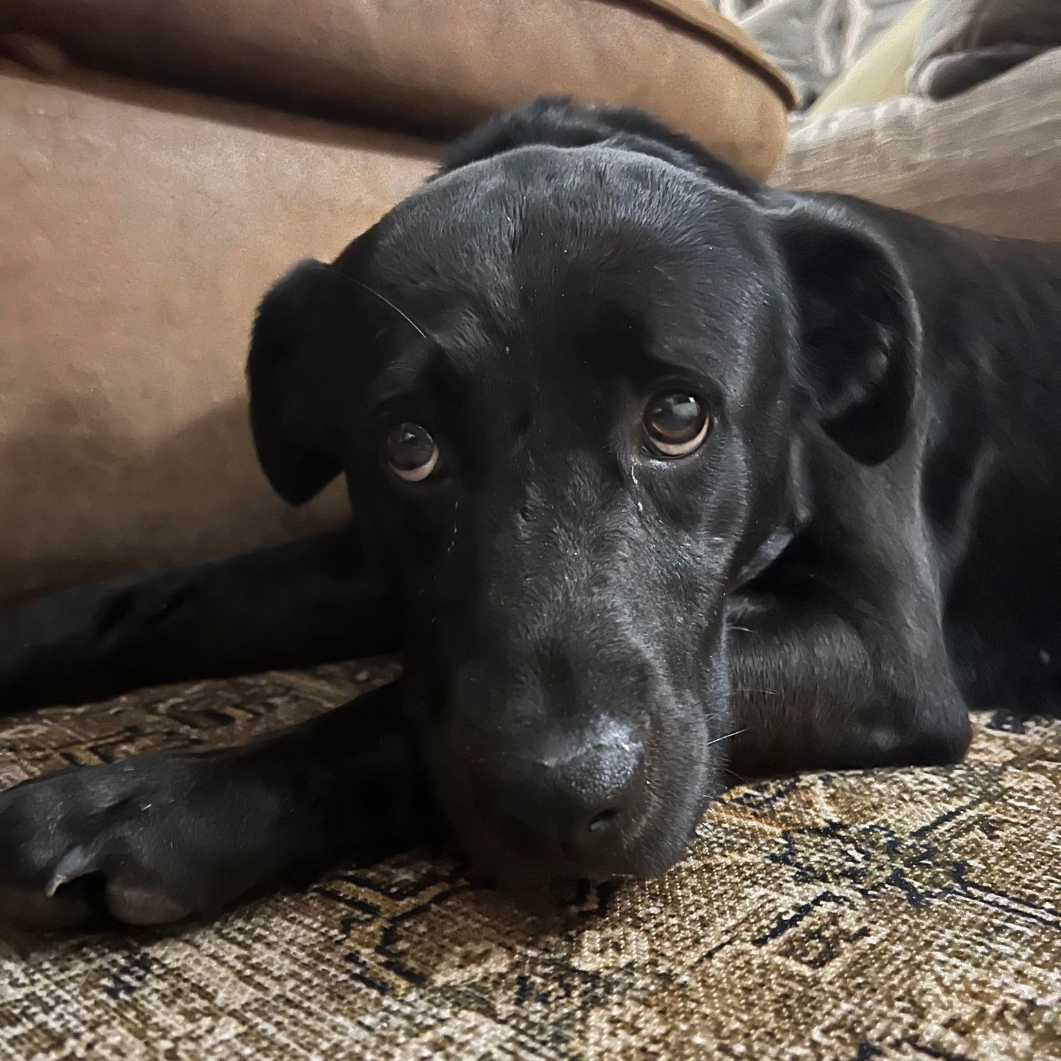 Cleo aka Lady Cleopatra