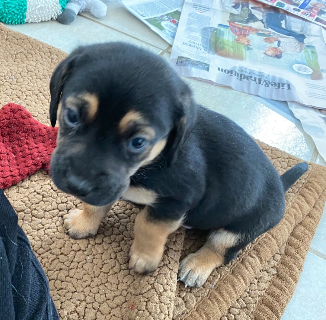 Caboose, Doodlebug, Signal, DOT, Trolley, Cargo and Axel #2