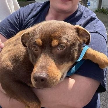 Mr. T (aka Triangle)