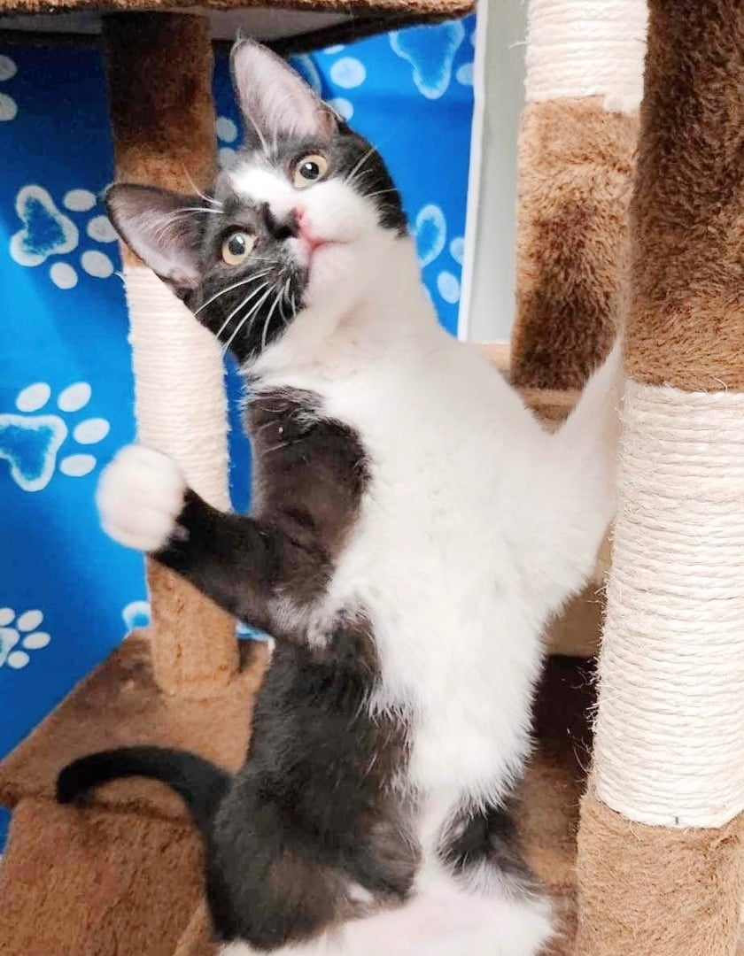 Snowflake *bonded with Marshmallow*