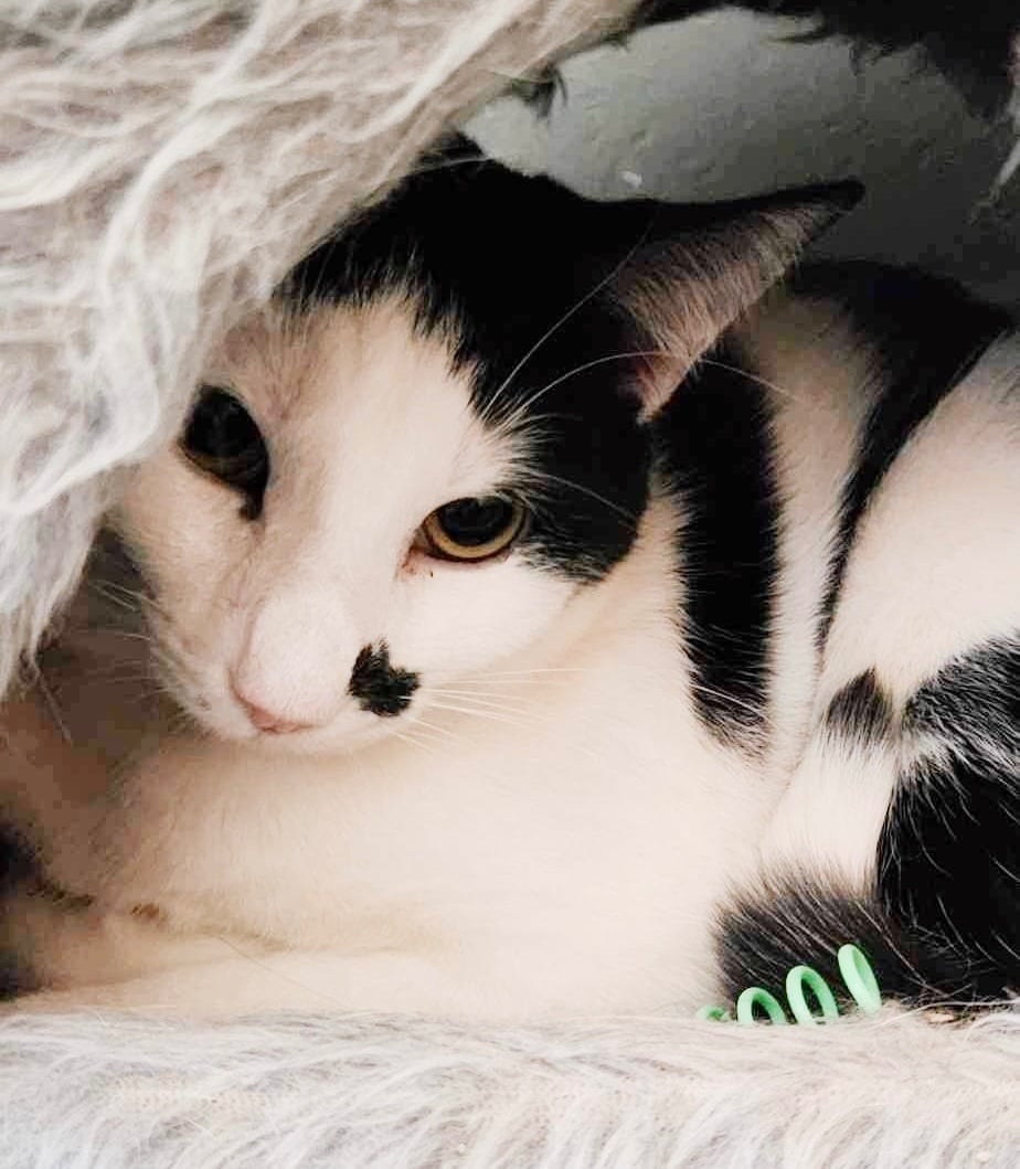 Marshmallow *bonded with Snowflake*