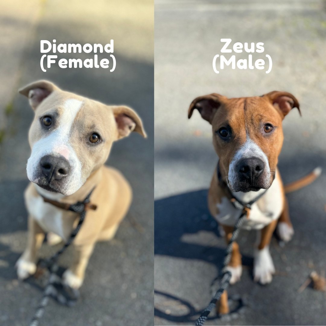 Diamond & Zeus (Bonded Pair)