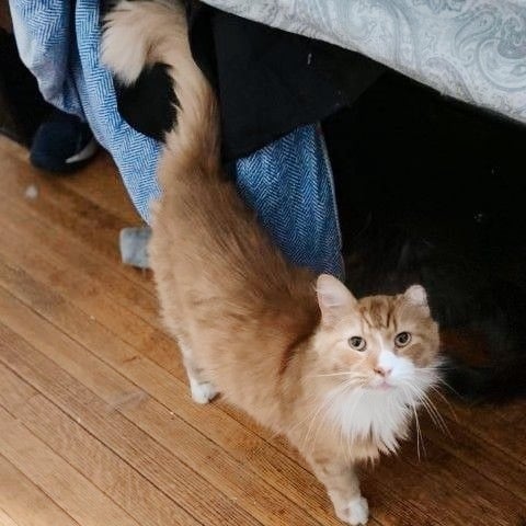 Marcus *bonded with Liam*