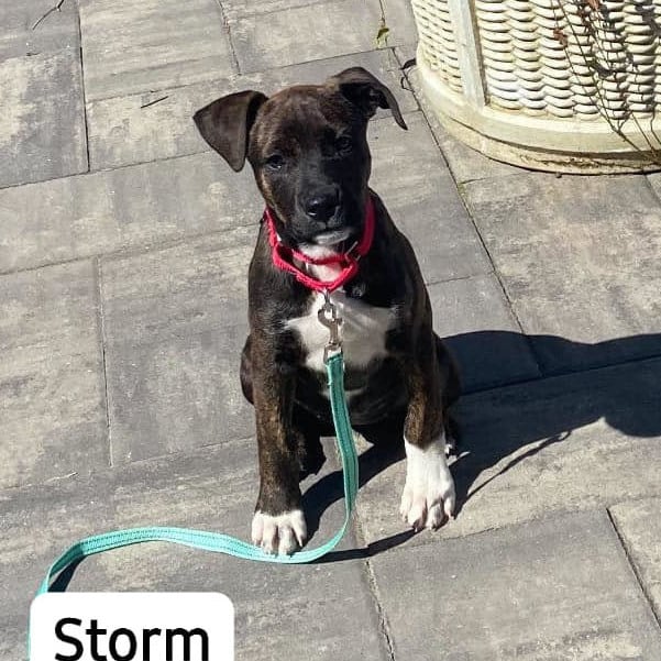 Storm - MA/RI/CT Eligible