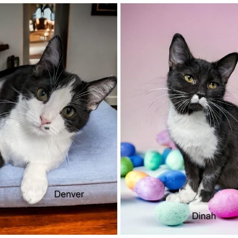 Denver & Dinah - Bonded Pair