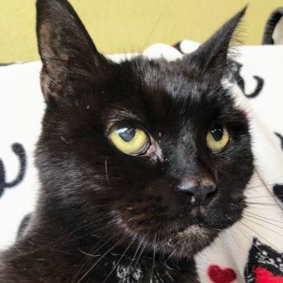 Pyewacket - Rancho Cucamonga PetSmart 